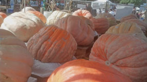 eg_pumpkins_286W